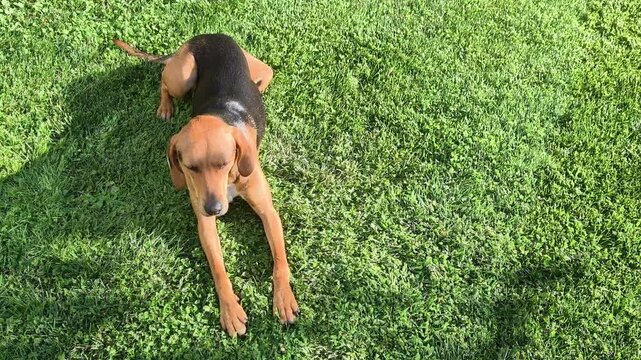 Adorable coonhound puppy relaxing on a lush green lawn, enjoying a sunny day outdoors in a backyard garden while panting and resting with peaceful contentment