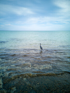 Heron standing in shallow sea water under blue sky calm coastal wildlife scene
