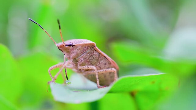 Stink Bug with Raindrop on Leaf in Green Grass Macro Video