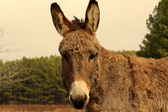 portrait of a donkey