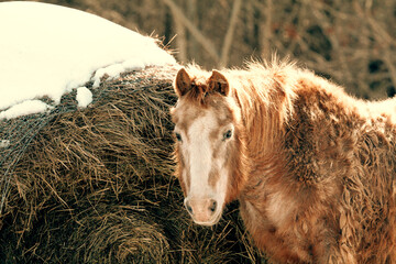 Horse by a Hay Bale  © Emma