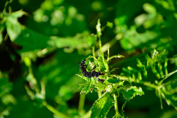 Gąsienica rusałki pawik żerująca na pokrzywie, Rusałka pawik (Aglais io), caterpillar of the Peacock butterfly , Inachis io, Caterpillar of the peacock butterfly (Inachis io) feeding on a nettle © kateej