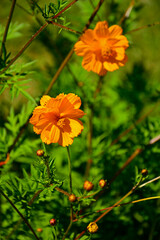 Kosmos siarkowy (Cosmos sulphureus), jednoroczna roślina ozdobna z rodziny astrowatych (Asteraceae), sulfur cosmos, yellow cosmos, an annual ornamental plant of the aster family. © kateej