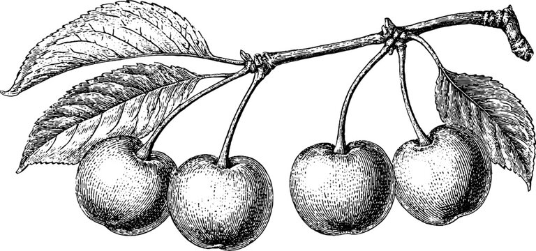 Antique engraved cherry branch with fruit isolated on white background for botanical label and packaging design