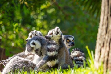 A group of ring-tailed lemurs, basking in the sun, remain alert. © Joaqun