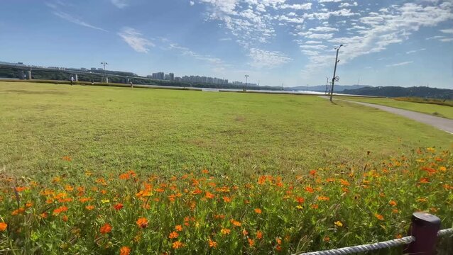 field of poppies