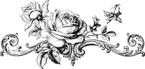 Obraz premium Antique rose border engraving with ornamental scroll and roses isolated on white background for decorative floral border design and vintage embellishment