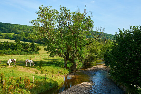 landscape with river, Devon, England