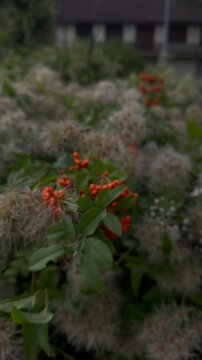 Pyracantha firethorn bush with bright orange berries swaying in the autumn wind in New York. Cinematic close-up of vibrant fall nature, perfect for Halloween season stock