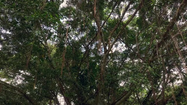 Long roots hang down from banyan tree, the majestic rainforest giant Tree with lush foliage, Jungle Concept