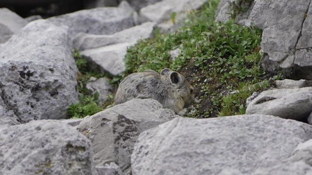 American pika small alpine mammal sitting on rocky terrain amongst green vegetation. Kananaskis, Alberta, Canada.