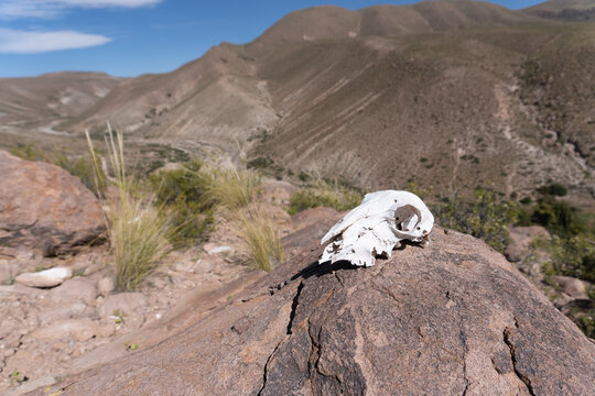 Cr&aacute;neo calavera de animar sobre roca en paisaje des&eacute;rtico monta&ntilde;oso