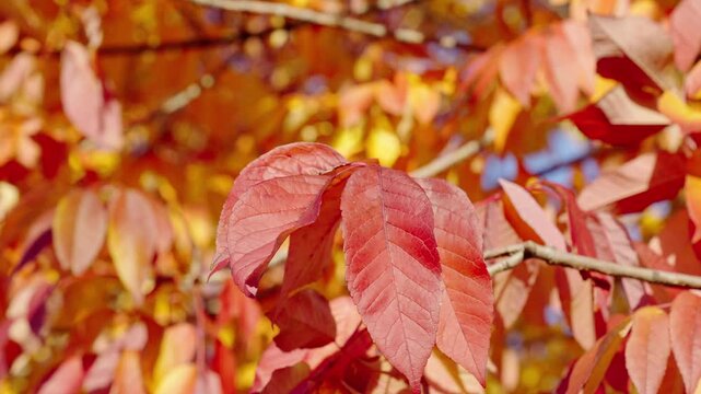 Natural autumn leaves. Autumn nature in the park. Fall season nature. Fall leaves of tree outdoor. Autumn leaves. Nature in fall season. Autumnal leaf. Seasonal leaves on tree. Seasonal foliage