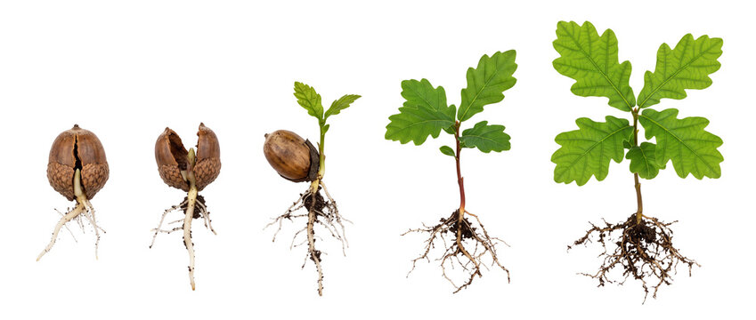 Acorn germination growth stages sequence showing oak tree sapling development with green leaves and root system isolated on black background, representing life cycle, botany, nature and evolution.