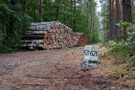 Concrete forest boundary marker post standing near large stack of harvested timber logs on a dirt path in woodland