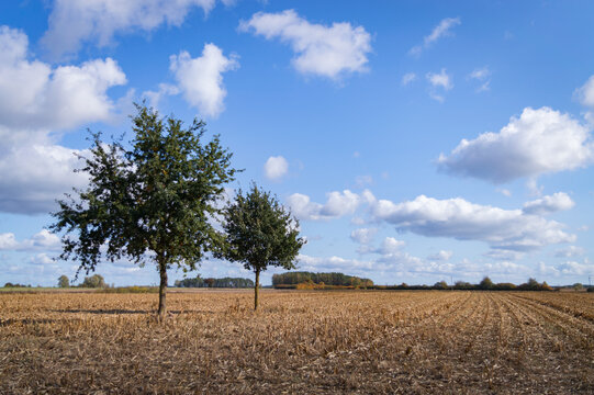 Harvested agricultural field with green trees under a bright blue sky in Polish countryside during early autumn
