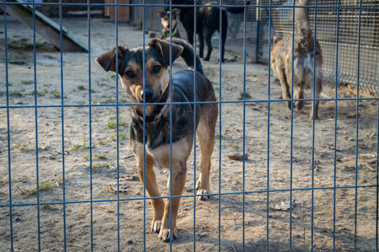 Small mixed breed rescue dog standing behind metal fence at animal shelter waiting for adoption