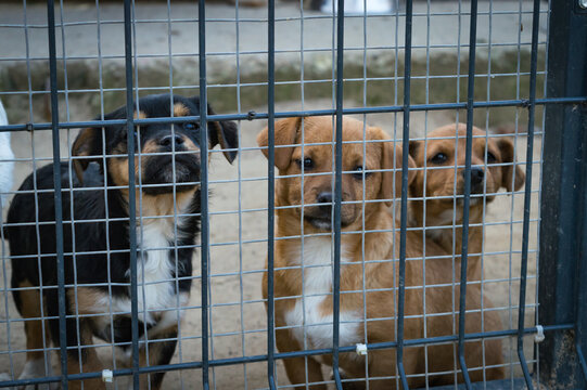 Small rescue puppies looking hopeful through metal grid fence at animal shelter waiting for adoption