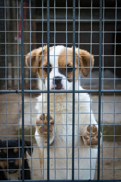 Cute small puppy leaning paws against metal cage fence at animal rescue shelter waiting for adoption