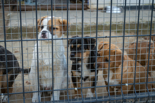 Sad cute puppies sitting behind metal mesh fence at animal shelter waiting for adoption
