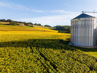 Aerial View of Sunflower Fields and Farm Silos in Rural Countryside © Will