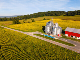 Aerial View of Sunflower Fields and Farm Silos in Rural Countryside © Will