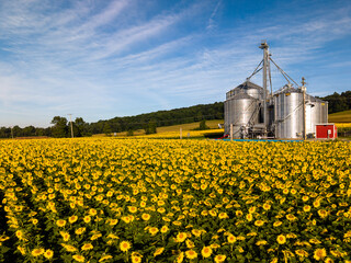 Aerial View of Sunflower Fields and Farm Silos in Rural Countryside © Will