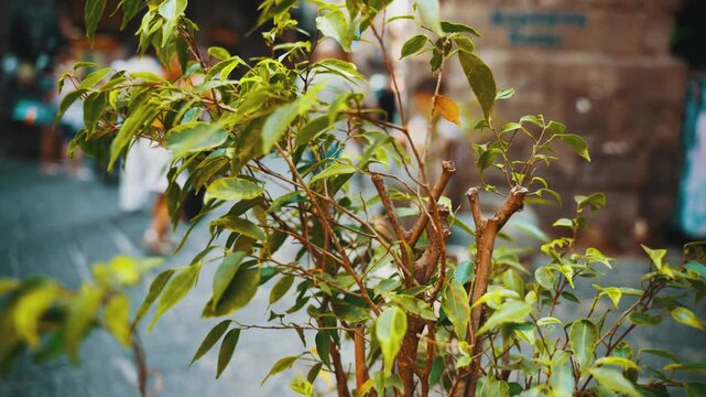 An ornamental plant and tourists passing through the streets of Naples