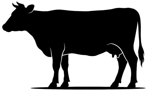 Silhouette in black of a dairy cow, clip art illustration, isolated