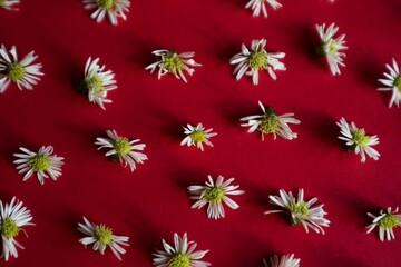 A daisy (Bellis perennis) or aster pattern featuring white petals and a yellow-green center, arranged against a bright red background. © KELFIN