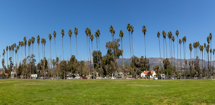palm trees at the beach and promenade of Santa Barbara, California