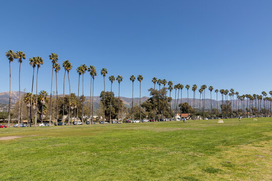 palm trees at the beach and promenade of Santa Barbara, California