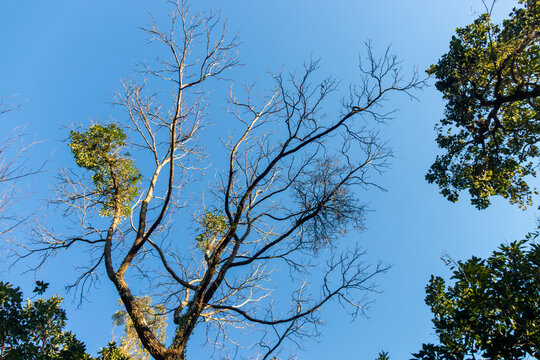 Bare tree with mistletoe against blue sky. Focus on botany, plant parasitism, ecosystem, and low-angle perspective.