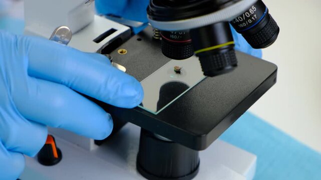The tick laboratory is conducting an analysis. Selective focus.