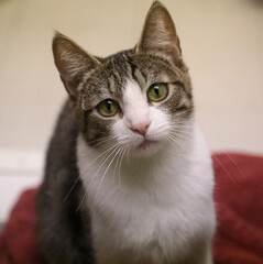 Young, American short hair cat looking up at the camera © feeferlump