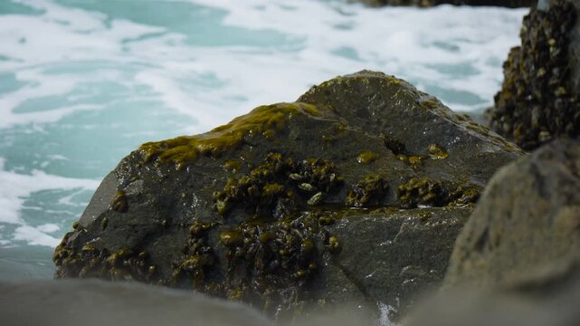 waves washing over mossy rocks with barnacles
