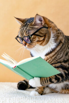 読書をするネコ | A Cat Reading a Book Generative AI