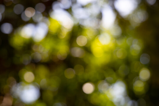 green blurred backdrop of nature, circle light wallpaper, white bokeh background