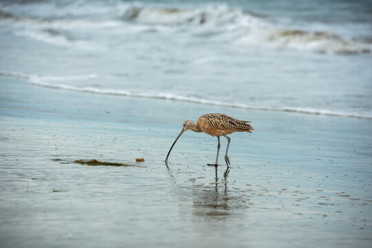 Long-billed curlew
