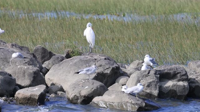 Groupe d'aigrettes au bord d'un lac en &eacute;t&eacute;. Grande Aigrette, Ardea alba, sur le fleuve Saint-Laurent, Qu&eacute;bec, Canada. Go&eacute;land &agrave; bec cercl&eacute;, Larus delawarensis.