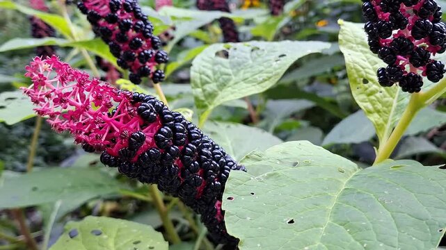Phytolacca acinosa plants grow with black berries outdoors. Pokeweed close up, indian pokeweed bush, botanical nature texture.