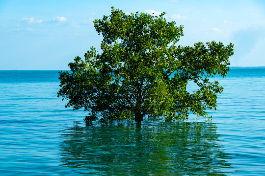 Lone Mangrove Tree in Tidal Coastal Water