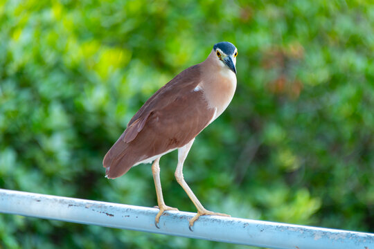 Nankeen Night Heron - Australian Northern Territory