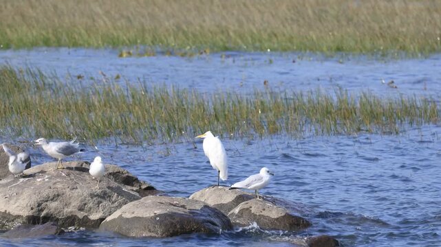 Groupe d'aigrettes au bord d'un lac en &eacute;t&eacute;. Grande Aigrette, Ardea alba, sur le fleuve Saint-Laurent, Qu&eacute;bec, Canada. Go&eacute;land &agrave; bec cercl&eacute;, Larus delawarensis.