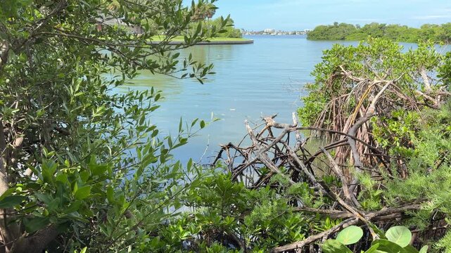 View through gap in red mangrove (binomial name: Rhizophora mangle) near estuary of Hudson Bayou (foreground) and Sarasota Bay, southwest Florida. Part of Bird Key development visible near top right.