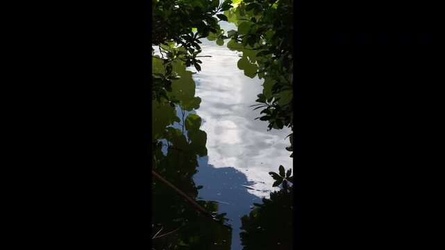 Undulating reflections of cumulus clouds and blue sky framed by red mangrove (binomial name: Rhizophora mangle) along a bayou in Sarasota, Florida. 4K vertical video. Coastal and ecological motifs.