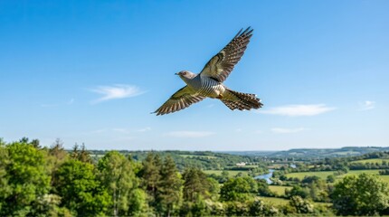 Naklejka premium osprey in flight