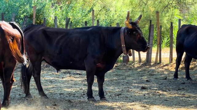 Black Camargue bulls in a pasture. Famous aboriginal breed of black beef bulls that lives semi-wild in marshy region of southern France, Camargue. High quality 4k footage