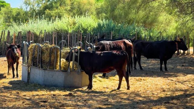 Black Camargue bulls in a pasture. Famous aboriginal breed of black beef bulls that lives semi-wild in marshy region of southern France, Camargue. High quality 4k footage