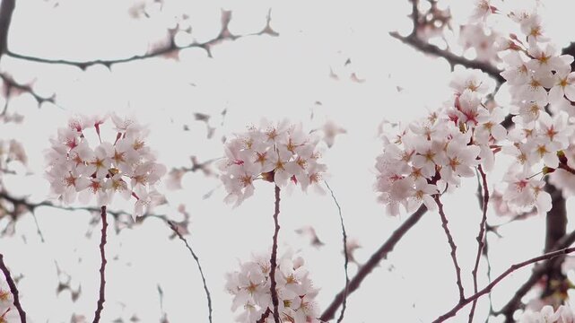 Close Up of Cherry Blossoms Swaying in Gentle Breeze in High Key